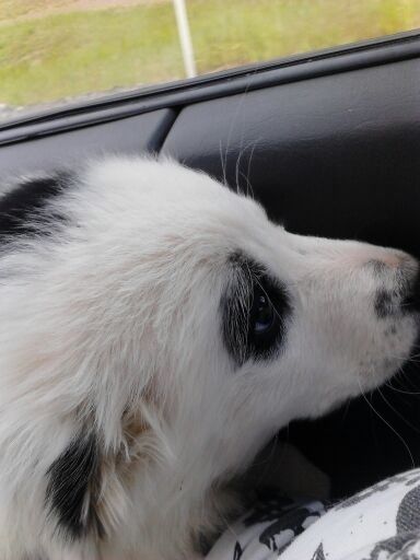 got a new furrr- baby today!