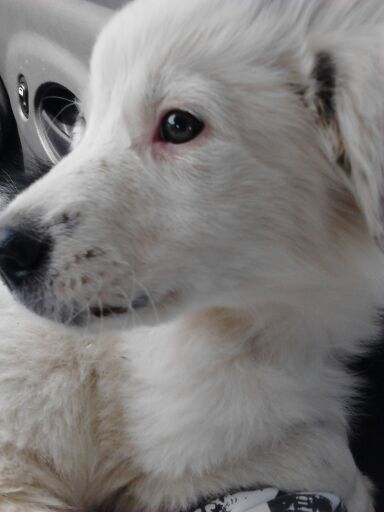 got a new furrr- baby today!