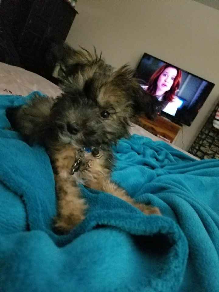 Nwr: puppy fever! (Pics included)