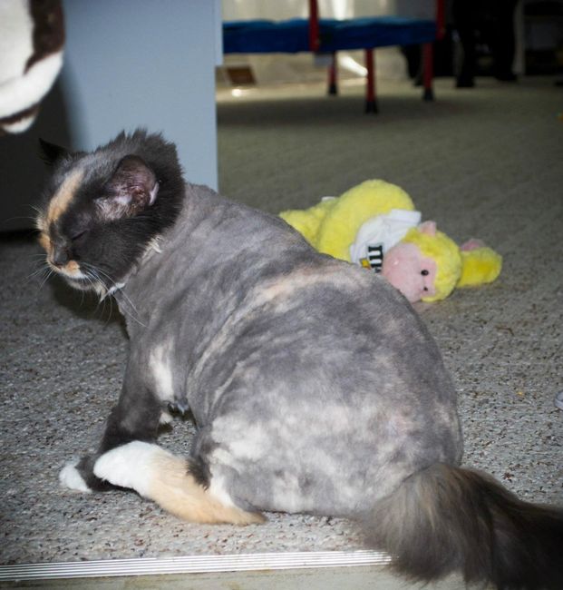 Let's see some FUR babies!