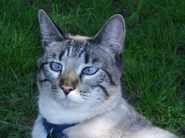 Let's see some FUR babies!