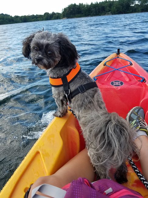 Pets "helping" you make things