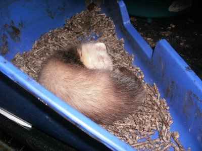 For animal lovers, brag about your animals!!