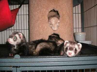 For animal lovers, brag about your animals!!