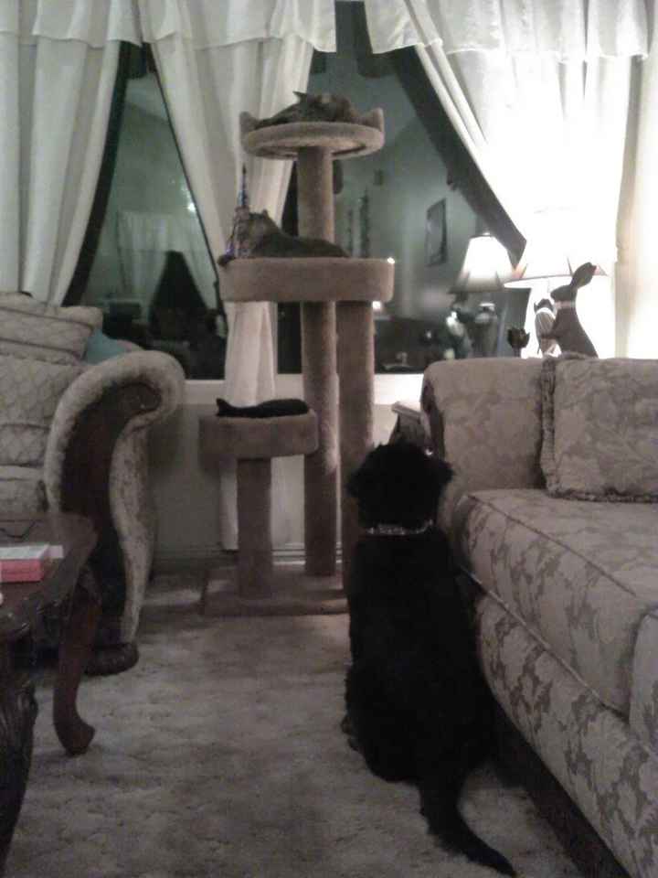 Pets!