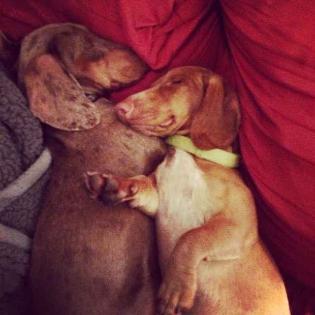 NWR Happy Fursday! Show me your fur babies!