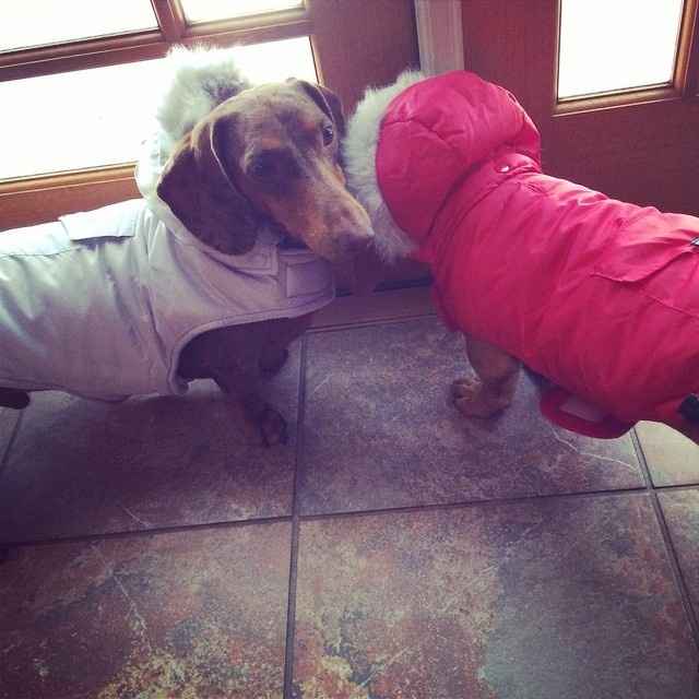 NWR Show me your furbabies
