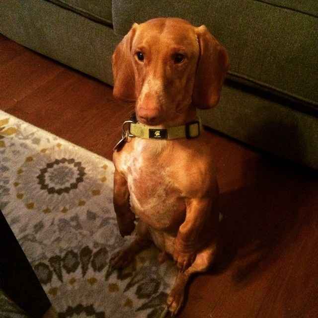 NWR Show me your furbabies