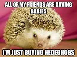 NWR: We finally got our baby hedgehog- cuteness off the charts!! *pics*