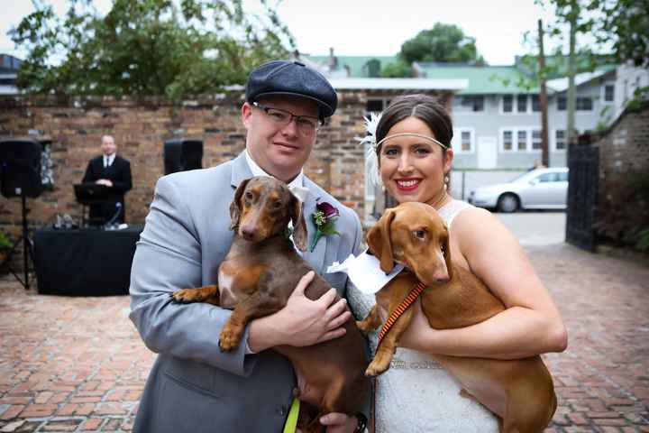 Dog in wedding