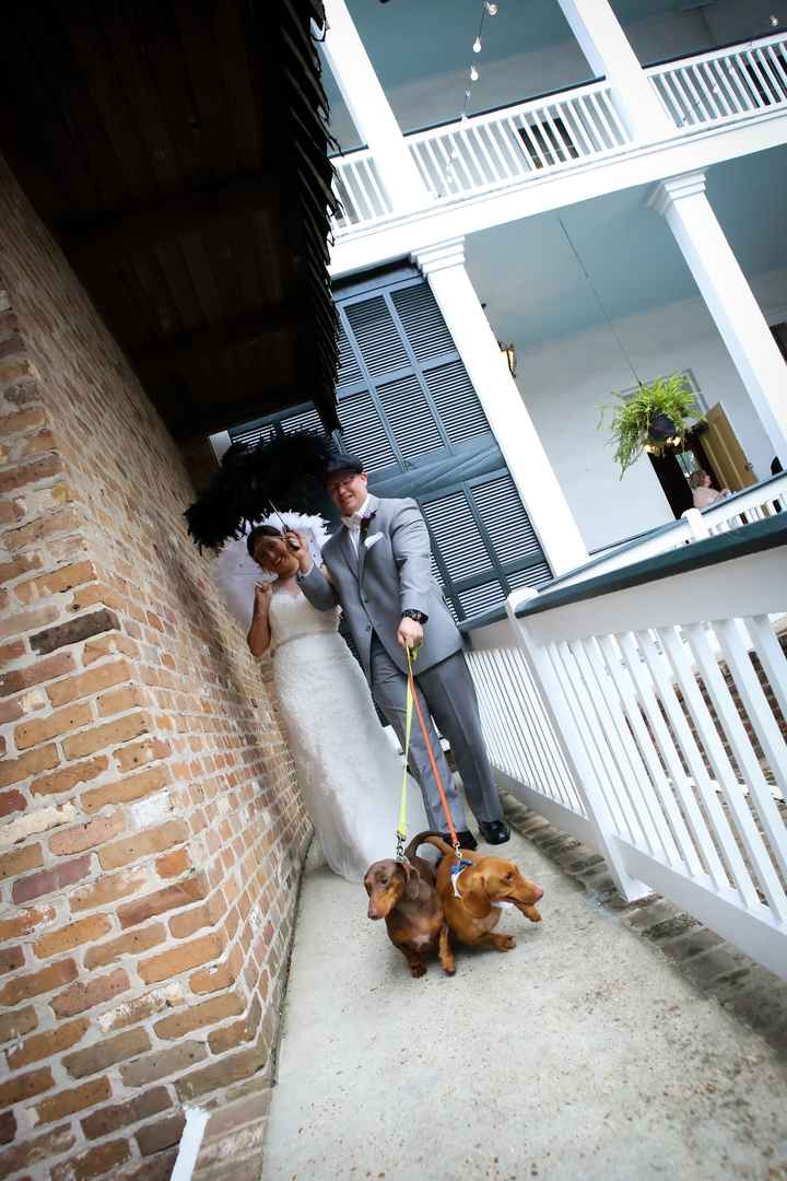 Dog in wedding