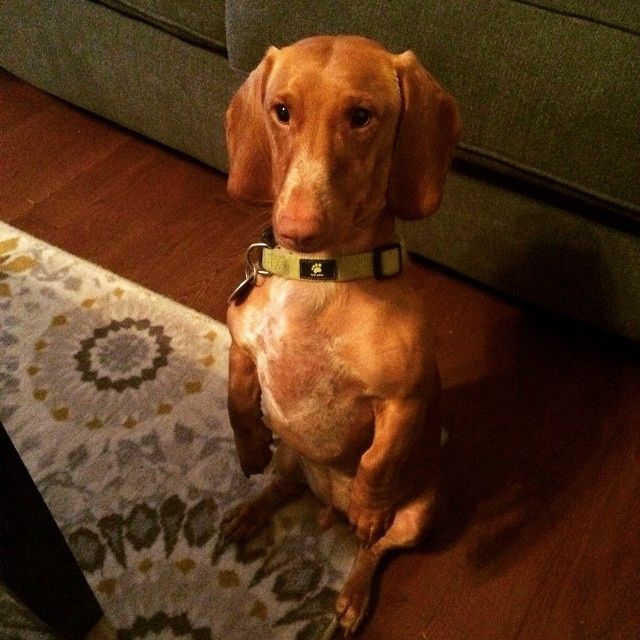 NWR Show me your furbabies