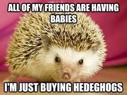 NWR: We finally got our baby hedgehog- cuteness off the charts!! *pics*