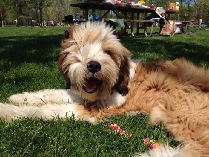 Fur-baby Tuesday!