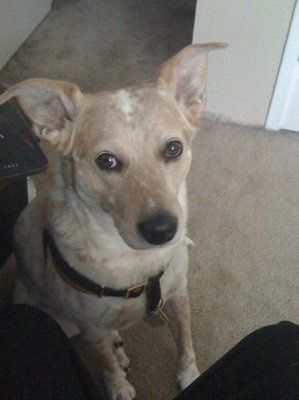 Are you (did you) including your pet/fur-baby in your wedding?