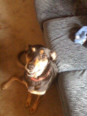 Are you (did you) including your pet/fur-baby in your wedding?