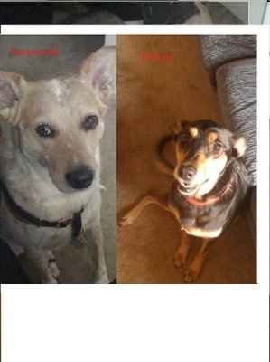 NWR: I want to see your pets!