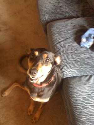 Are you (did you) including your pet/fur-baby in your wedding?