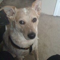 Are you (did you) including your pet/fur-baby in your wedding?