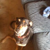 Are you (did you) including your pet/fur-baby in your wedding?