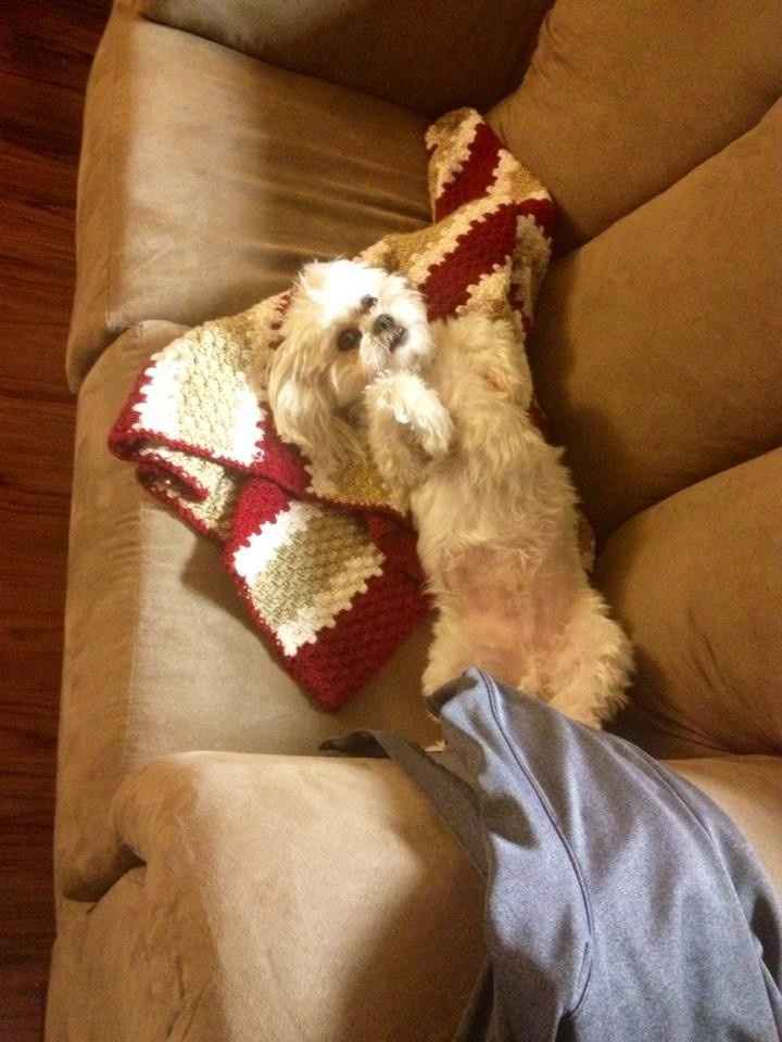 NWR: Fur baby thread!