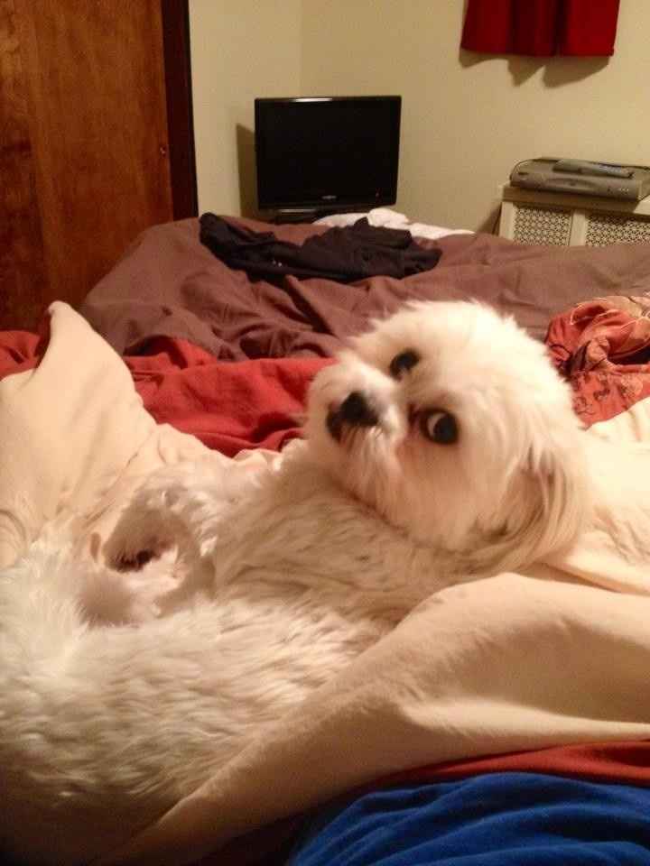 NWR: Fur baby thread!