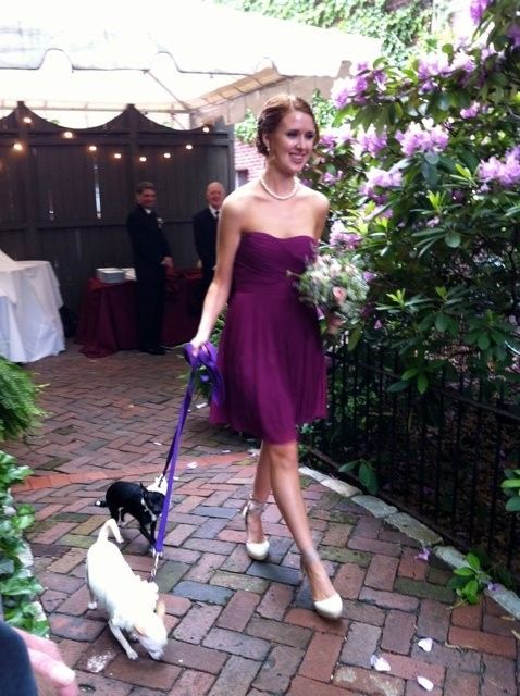Dogs in the wedding party