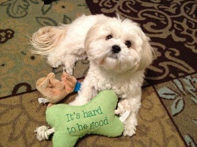 Lets see those pets!!! (NWR)