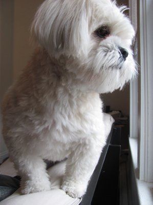 NWR: Show off your fur baby!