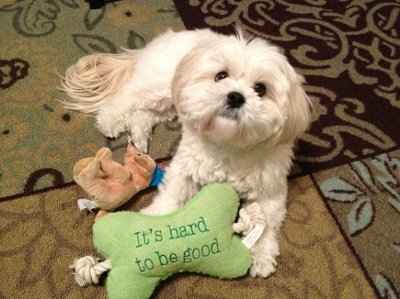 SHARE PICS OF YOUR FUR BABIES CHRISTMAS AND THEIR GIFTS!!!