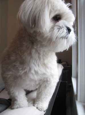 NWR: Show off your fur baby!