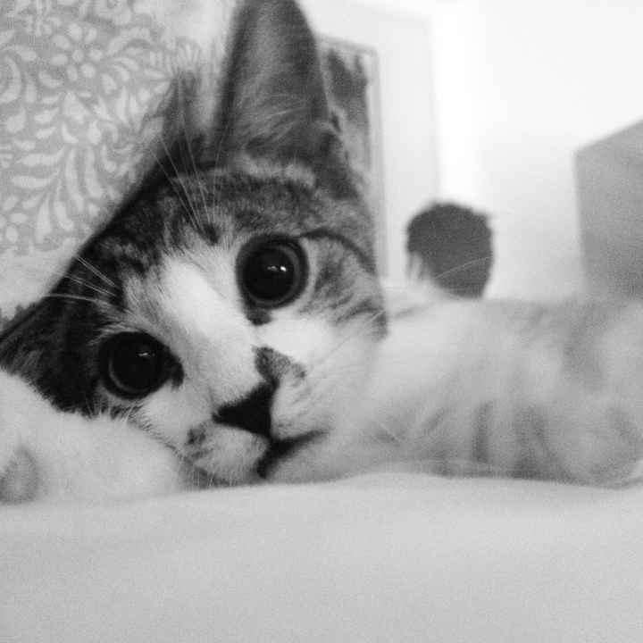 NWR: I got a fur baby!!! PICS! :)