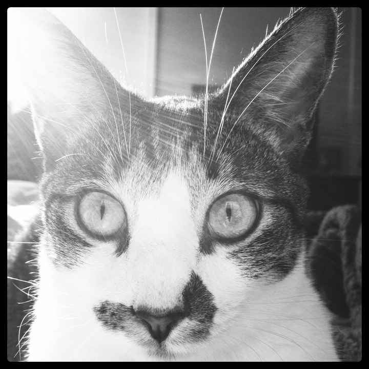 NWR: I got a fur baby!!! PICS! :)