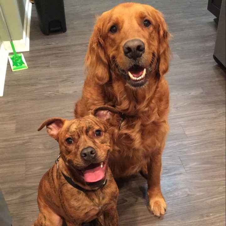 Puppies, puppies, and more puppies!!!