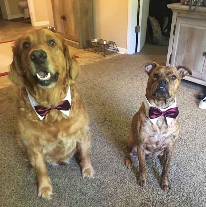 Pups in Bow Ties - 1