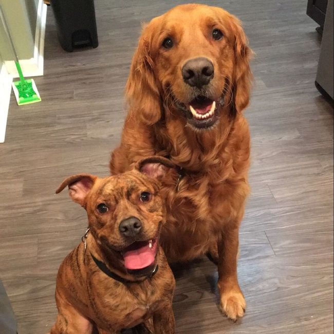 Puppies, puppies, and more puppies!!!