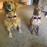 Show Me Your Fur Baby Participants! - 1