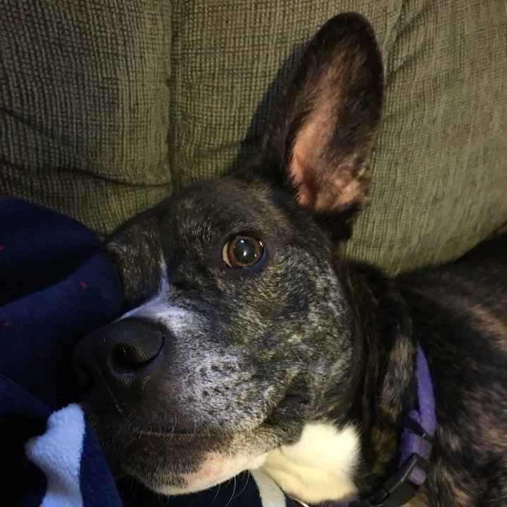 NWR: Puppies and fur babies!