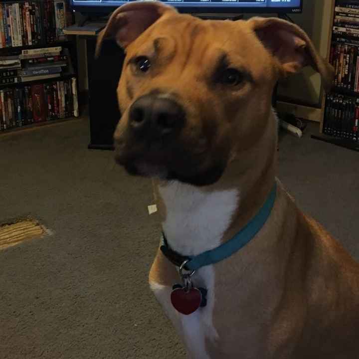 NWR: Puppies and fur babies!