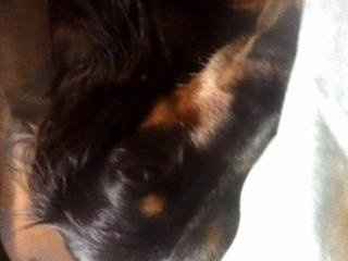 NWR: Lets see our pets!!