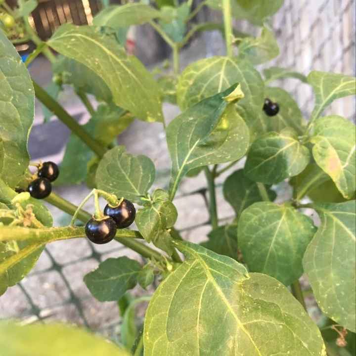 NWR: What type of plant is this?