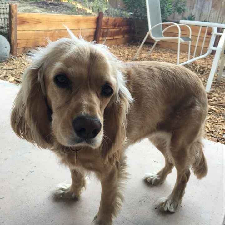 NWR: Dog is shedding more than usual