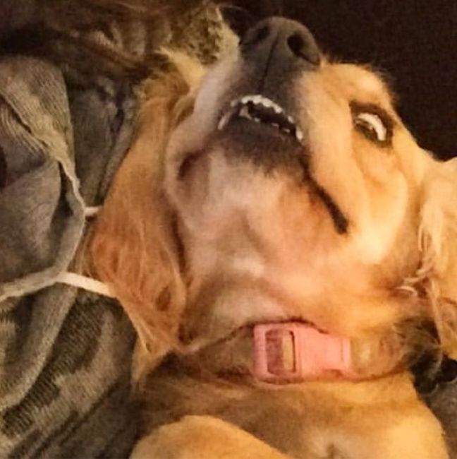 NWR: Dog is shedding more than usual
