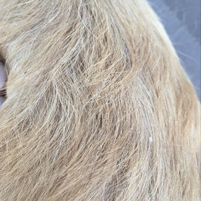 NWR: Dog is shedding more than usual