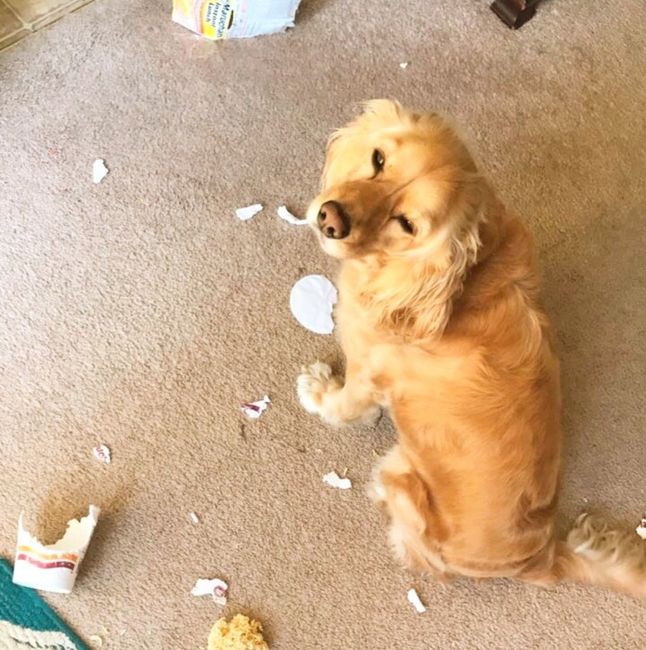 Furbaby pick me up