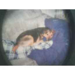 GUESS WHAT?!  He said "YES" to Sophie!!!