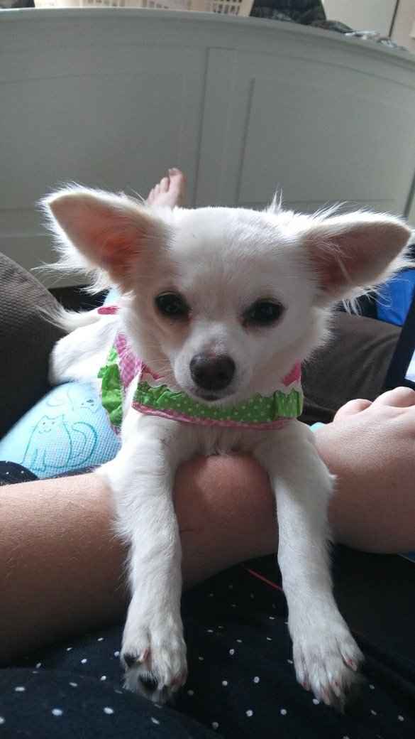 Fur Babies and Weddings! - 1