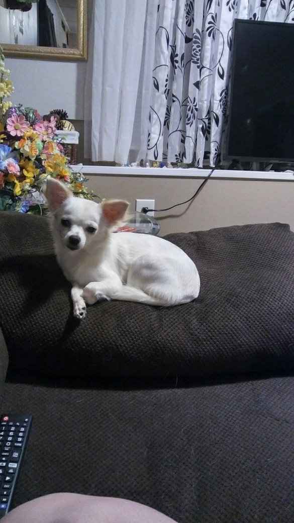 Four legged friends - 1