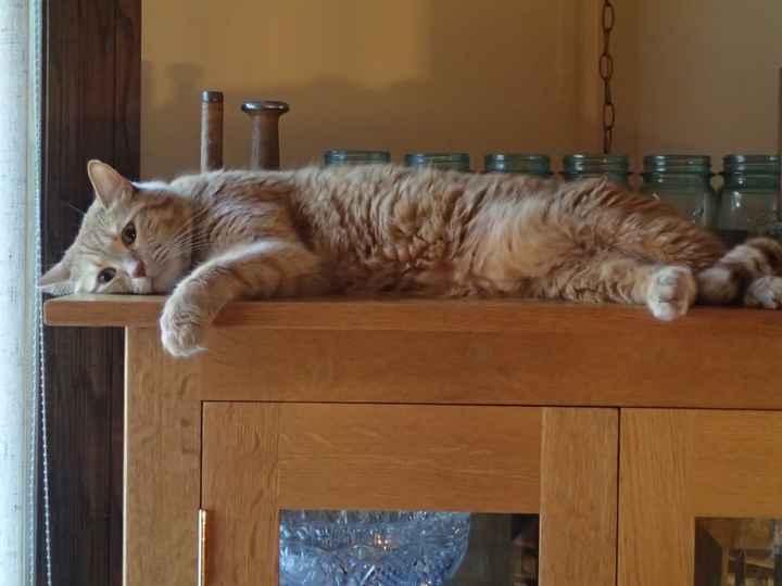 NWR: Fur baby thread!