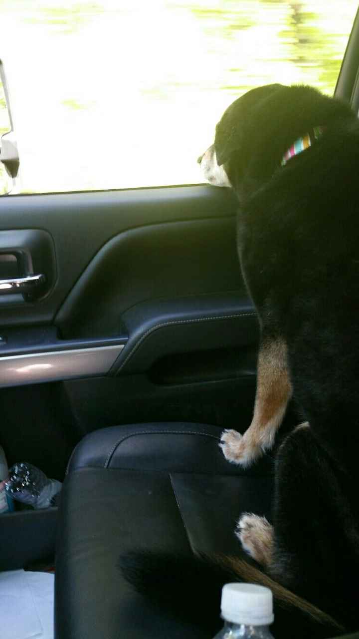 NWR: My pup thinks she's people. She's right. Show me your "people pups!"